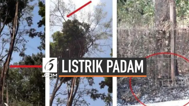 PT PLN (Persero) dan pihak kepolisian terus menyelidiki penyebab gangguan listrik di sebagian pulau Jawa. Hasil Investigasi ungkap listrik padam dipicu oleh pohon tinggi.