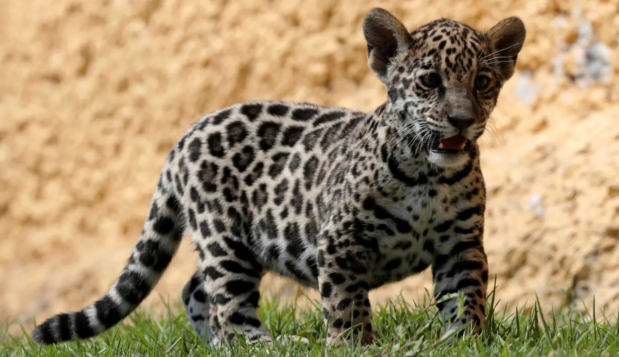 Seekor anak jaguar terlihat selama tur media di Kebun Binatang Altiplano di Tlaxcala dekat Mexico City, Meksiko, pada 24 Mei 2019. Bayi jaguar berjenis kelamin betina tersebut lahir dalam kondisi sehat pada pertengah Maret 2019. (REUTERS/Henry Romero)