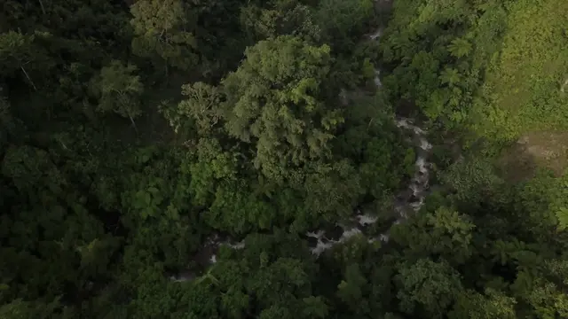 Hutan Batang Toru