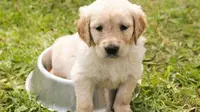 With time and effort, you'll have a well-trained pup who always knows where to go potty.