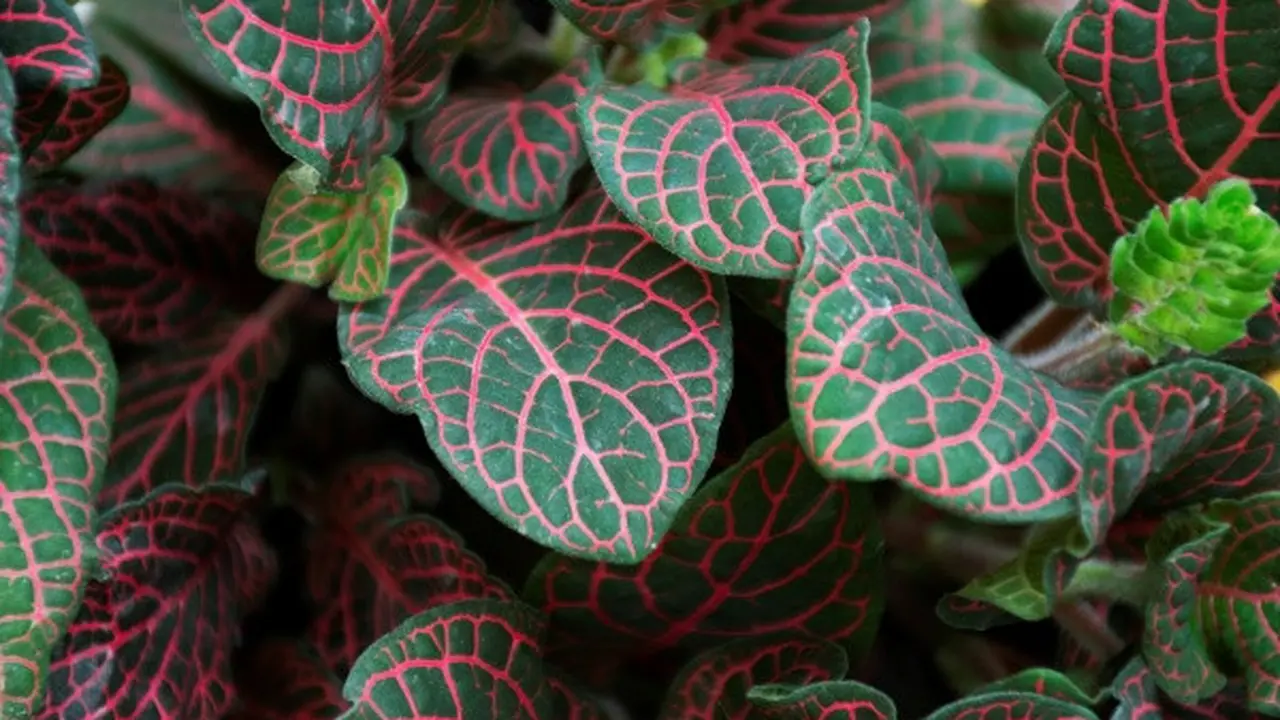 Ilustrasi Fittonia Red Vein (Sumber: Freepik)id