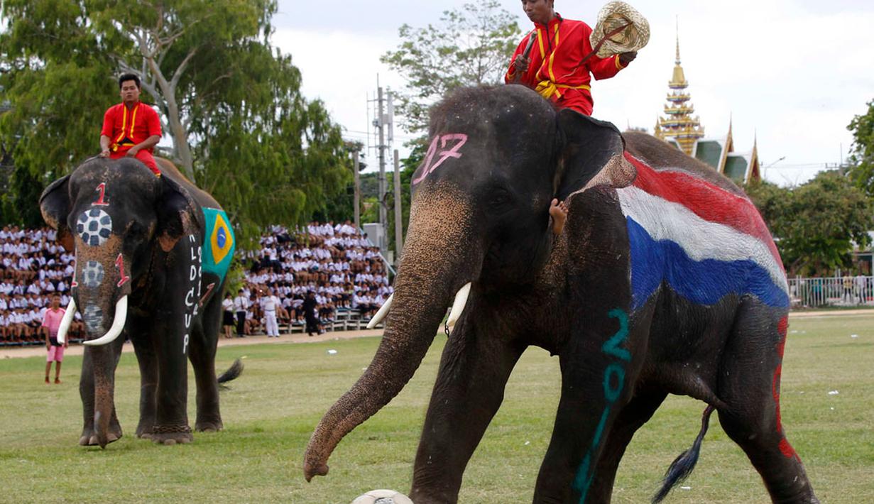 Jelang perhelatan Piala Dunia 2014 di Brasil, sekumpulan gajah berlaga melawan beberapa siswa sekolah di provinsi Ayutthaya, Thailand, (9/6/2014). (REUTERS/Chaiwat Subprasom)