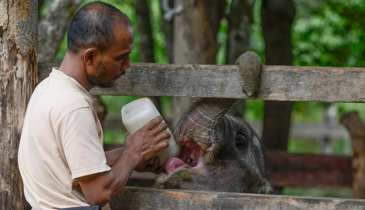 bayi gajah di Pusat Latihan Gajah, Saree, Aceh, Sabtu (23/8). Kondisi luka pada kaki bayi gajah akibat terkena jerat pada awal Mei 2018 lalu itu terus membaik dan tinggal menunggu proses penyembuhan. (AFP/CHAIDEER MAHYUDDIN)
