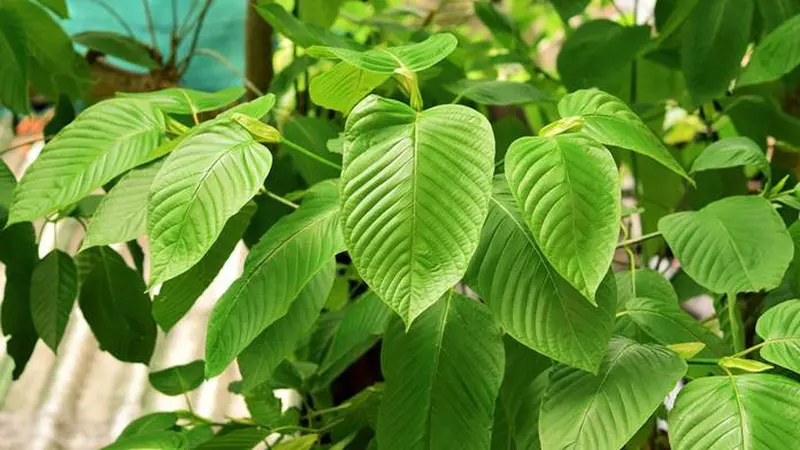 Daun Kratom, Tanaman Herbal Indonesia yang Dikecam Amerika