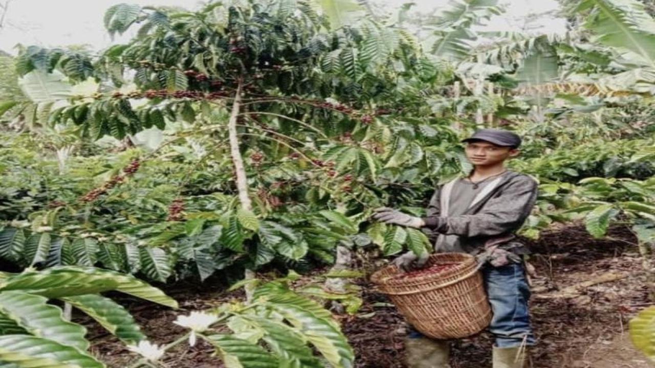 Tahukah Anda? Burung Jaga Kualitas Kopi! Tahura Wan Abdul Rachman Kembangkan Kopi Ramah Burung di Lampung