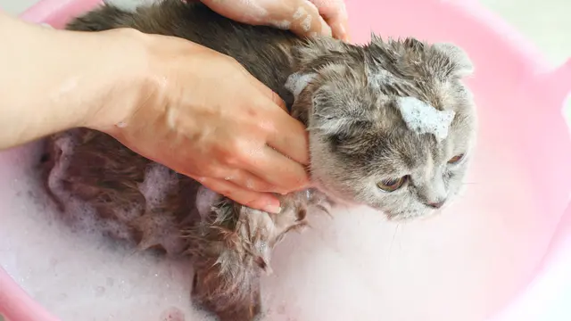 Gunakan sampo kucing