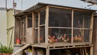 9 Model Kandang Ayam di Pojok Halaman Rumah Kecil, Hemat Ruang dan Tetap Estetik