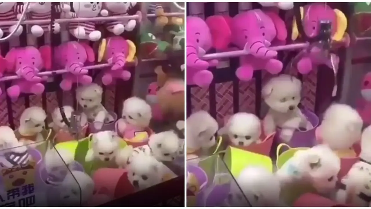Bikin Netizen Marah, Anjing Malang Ini Jadi Isi Dalam Mesin Hadiah