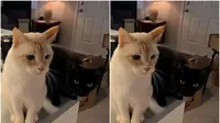 Temukan Kucing Ketiga di Ilusi Optik (Sumber: Ilustrasi jagranjosh)