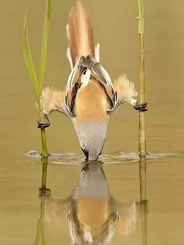 Potret Hewan Sedang Minum Ini Epik Banget (sumber: instagram/fantastic.wildlife)