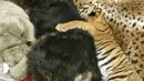 Seekor anjing dan seekor anak harimau di ruang khusus Taman Botani dan Kebun Binatang Cincinnati, AS, Kamis (9/3). Anjing bernama Blakely tersebut menjadi ibu asuh bagi tiga bayi harimau Malaya yang ditolak ibu kandungnya. (Dawn Strasser / AP)