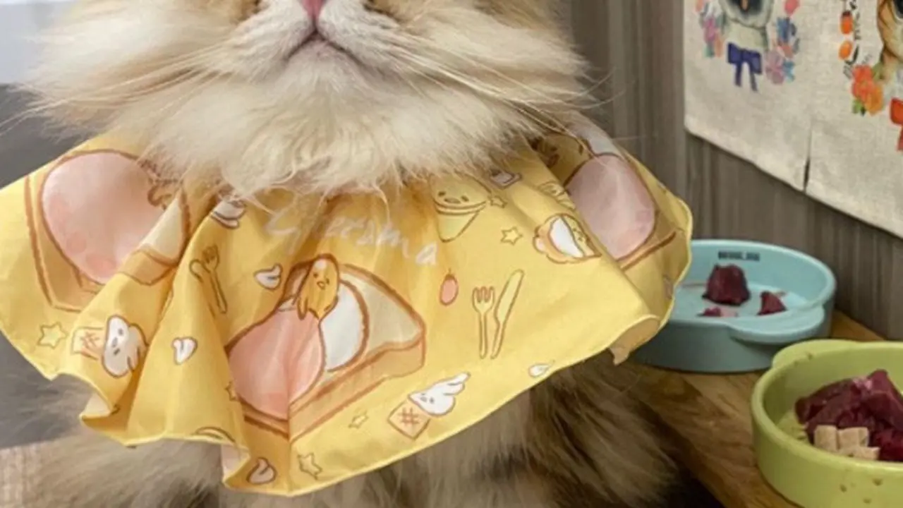 Kucing Makan