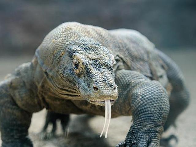 Ini Rencana Selama Setahun Penutupan Pulau Komodo Regional Liputan6 Com