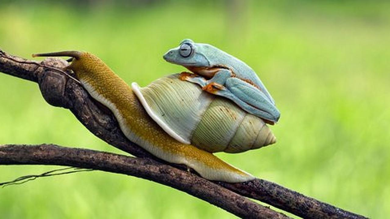 Foto kodok 'numpang mudik' di cangkang siput bikin heboh dunia