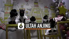 THUMBNAIL ULTAH ANJING
