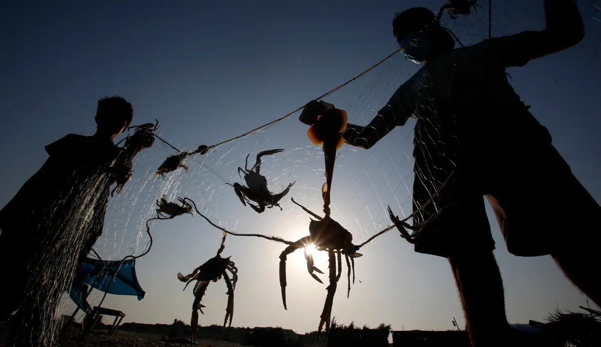 Nelayan Palestina mengenakan masker saat mereka melepaskan kepiting dari jaring di pantai laut Mediterania di Beit Lahyia, Jalur Gaza utara pada 21 September 2020. (AP Photo / Hatem Moussa)