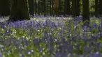 Bunga-bunga bluebell liar, yang mekar sekitar pertengahan April mengubah hutan menjadi hamparan biru seperti karpet di Hallerbos, juga dikenal sebagai "Hutan Biru", dekat kota Halle, Belgia, Rabu (15/4/2020). Tahun ini keindahan hamparan bunga itu ditutup karena pandemi Covid-19. (JOHN THYS/AFP)
