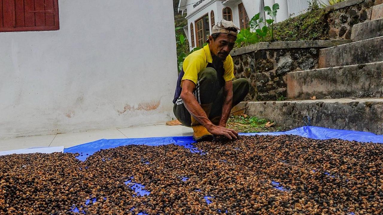 Kawasan Agrowisata Dilem Wilis memiliki luas 200 hektar dengan produksi kopi robusta tiap tahun sebanyak 250 kg.