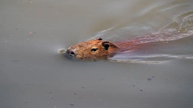 Capybara