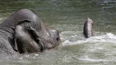 Seekor gajah berendam di kolam berukuran besar saat suhu mencapai 34 derajat di kebun binatang Tierpark Hagenbeck di Hamburg, Jerman, Rabu (24/7/2019). Suhu tinggi ini terjadi di tengah ancaman gelombang panas kedua yang diprediksi melanda Eropa Barat. (Photo by Bodo Marks / dpa / AFP)