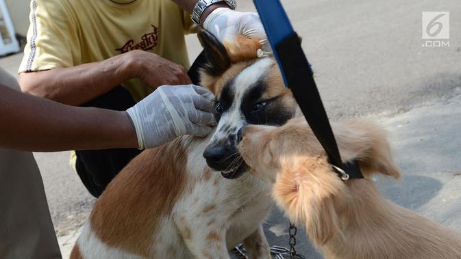 Vaksinasi anti rabies pada anjing. (Merdeka.com/Imam Buhori)