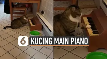 Biasanya kucing kalau mau meminta makan pasti mengeong. Tetapi berbeda dengan kucing yang satu ini justru bermain piano.