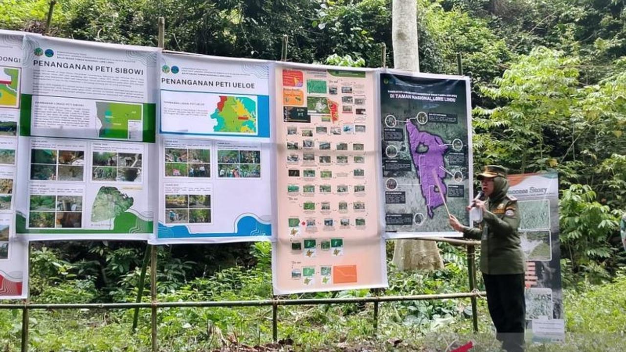 Fakta Menarik: Satwa Macaca Kembali ke Habitatnya Usai Sebagian Besar Tambang Ilegal Lore Lindu Ditutup BBTNLL