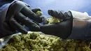 Pekerja memeriksa bunga ganja medis di Tweed INC., Smith Falls, Ontario, Kanada (5/12). Tweed INC. merupakan salah satu lokasi budi daya ganja medis terbesar di Kanada. (AFP Photo/Lars Hagberg)