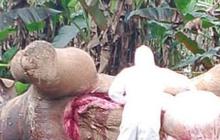 Tragis, Gajah Sumatera Ditemukan Mati Akibat Tersengat Listrik di Pidie Jaya