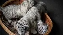 Tiga bayi kembar harimau benggala putih yang baru lahir di Yunnan Wildlife Zoo, China, 12 Oktober 2018.  Saat diperkenalkan ke publik, tiga anak harimau putih yang lahir 3 bulan lalu itu melakukan tingkah laku yang menggemaskan. (FRED DUFOUR / AFP)