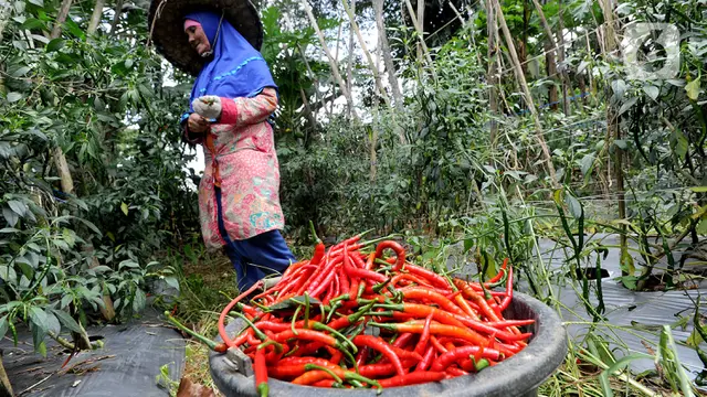 Harga Cabai Alami Penurunan