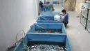 Petani memanen lobster air tawa asal Australia di pembudidayaan BFC Mini Farm di Cipuatat, Banten, Rabu (6/10/2021). Untuk permintaan ekspor seperti ke China dan Jepang terhenti akibat ketiadaan stok lobster. (merdeka.com/Arie Basuki)