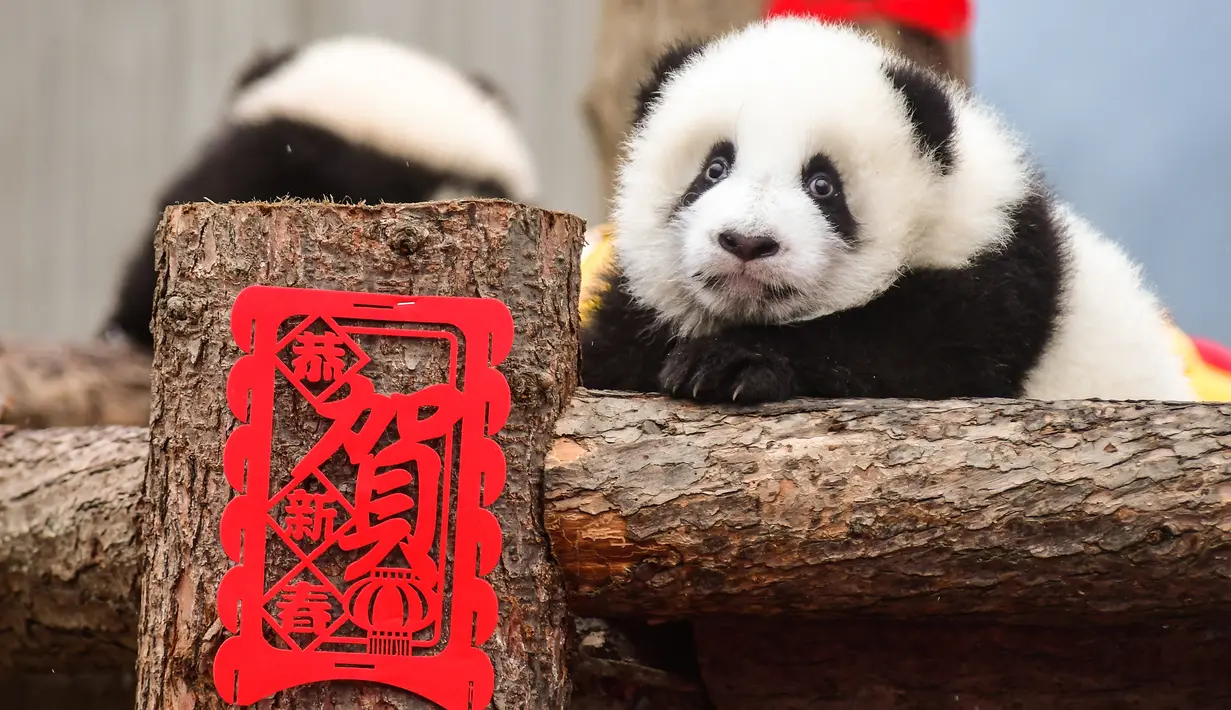 Seekor anak panda yang lahir pada tahun 2019 bermain di dekat dekorasi untuk menyambut Tahun Baru Imlek di tempat perlindungan Shenshuping di Cagar Alam Nasional Wolong, provinsi Sichuan, Jumat (20/1/2020). Imlek 2020 atau tahun baru Cina 2571 jatuh pada 25 Januari mendatang. (STR / AFP)