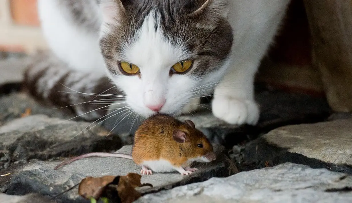 Seekor kucing bermain dengan tikus di peternakan Sehnde, Hanover, Jerman, Sabtu (20/12/2014). (AFP Photo/Julian Stratenschulte)