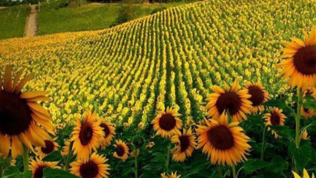 Ingin Liburan Musim Semi? Intip 13 Destinasi Seru Berikut Ini