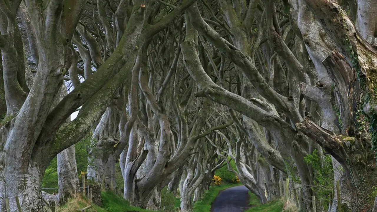 Bregagh Road, Jalanan Indah dan Berhantu di Irlandia