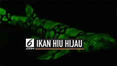 Tak hanya bunglon, ikan hiu juga ternyata memiliki kemampuan untuk mengubah warna tubuhnya menjadi hijau. Fenomena ini sedang diteliti para ilmuwan.