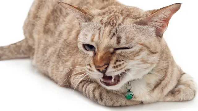 Tanda Cinta Kucing