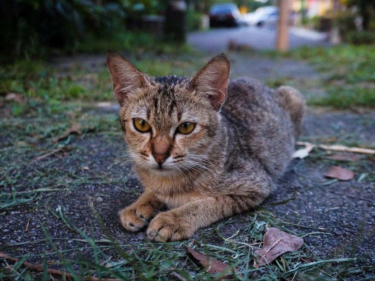 Penyebab Kaki Kucing Pincang