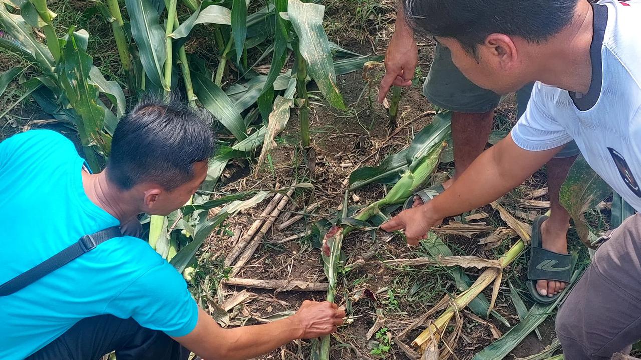 pencuri motor di bengkel tewas diamuk massa
