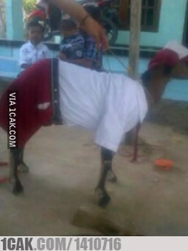 9 Aksi Kambing Bertingkah Layaknya Manusia Ini Nyeleneh Banget