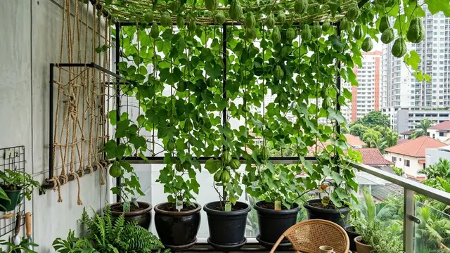 Kebun Labu Siam Gantung di Balkon Rumah