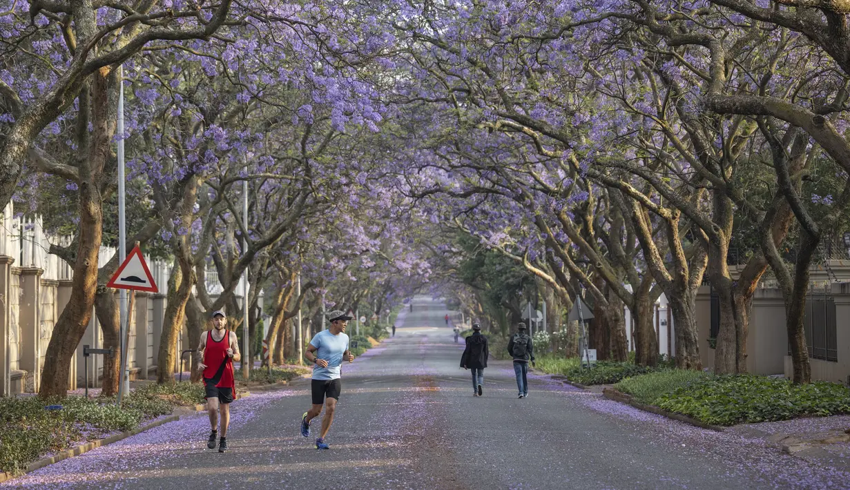 Orang-orang joging dan berjalan di jalan yang dipenuhi pohon jacaranda yang sedang mekar di Johannesburg, Afrika Selatan pada 20 Oktober 2022. Pemandangan Pohon Jacaranda yang berjejer di kanan dan kiri jalan seakan membentuk 'atap ungu' di atas pengendara maupun pejalan kaki yang lewat. (Photo by Michele Spatari / AFP)