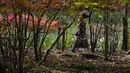 Seorang wanita yang mengenakan masker untuk membantu mengekang penyebaran virus corona berjalan di sepanjang jalan setapak saat pepohonan mulai mengubah warna dedaunan musim gugur di Nagano, barat laut Tokyo, Jepang (27/10/2020).  (AP Photo/Kiichiro Sato)