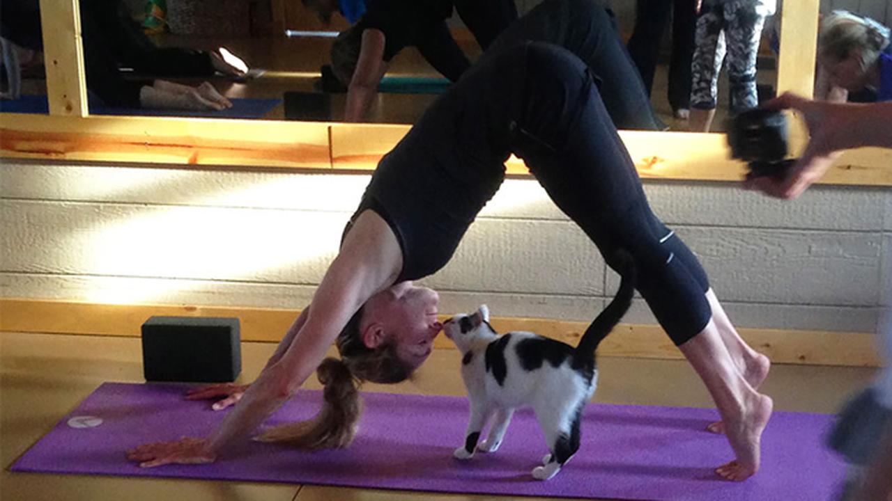 Kucing Ini Ikut Kelas Yoga Untuk Dapatkan Rumah Baru