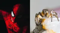 Bocah Rela Digigit Laba-Laba Beracun Demi Jadi Spider Man (Sumber: Ilustrasi Pexels/daniel krutz, erik karitz)