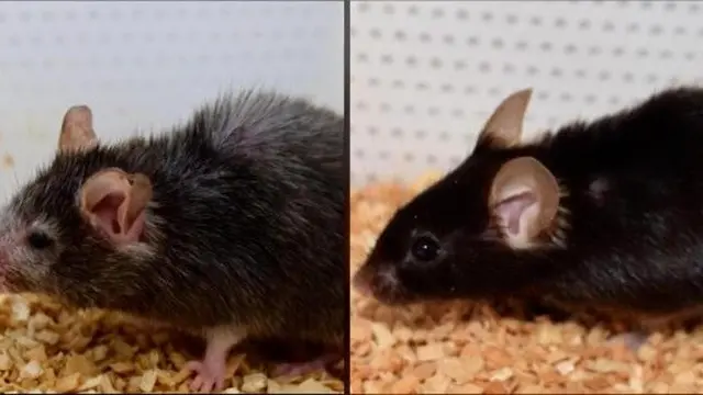 Cegah Penuaan pada Tikus