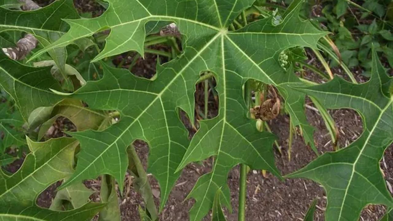 Tak Hanya untuk Lindungi Ginjal, Ini Manfaat Daun Gedi Bagi Kesehatan
