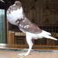 Merpati English Pouter yang dijuluki "Chad Pigeon" di dunia maya. (Sumber: Facebook/Nice Farming)