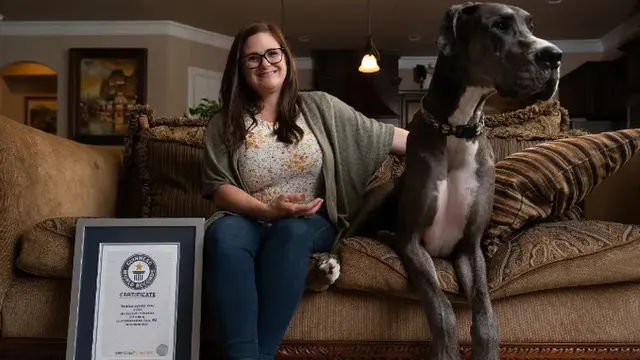 Zeus, anjing Great Dane Amerika berusia dua tahun berwarna abu-abu dan coklat dari Bedford, Texas, Amerika Serikat, telah dikonfirmasi Guinness World Records sebagai anjing jantan tertinggi yang hidup di dunia. (guinnessworldrecords.com)